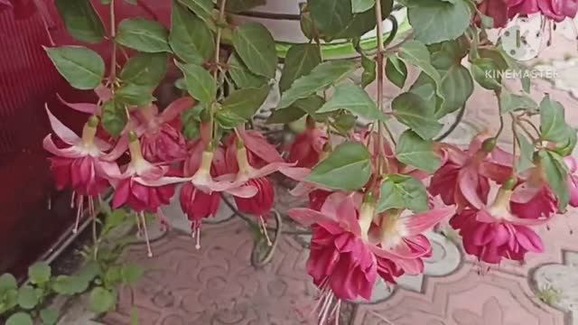 Сибирь. Обзор Фуксии на 22 июля. Композиция из цветов в трёх ярусном вазоне. смотреть онлайн