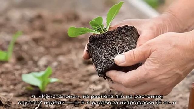 Как лучше сажать цветную капусту: рассадный и безрассадный способы смотреть онлайн