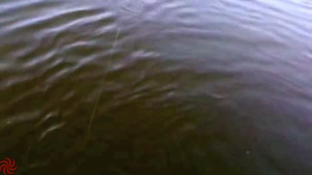 COOL. Giant catfish !!! catching huge catfish. Огромный сом !!! ловля огромного сома. смотреть онлайн