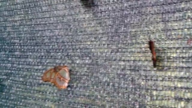 Выставка бабочек. Житомир 11.01.2015. Часть 1. / Exhibition butterflies смотреть онлайн