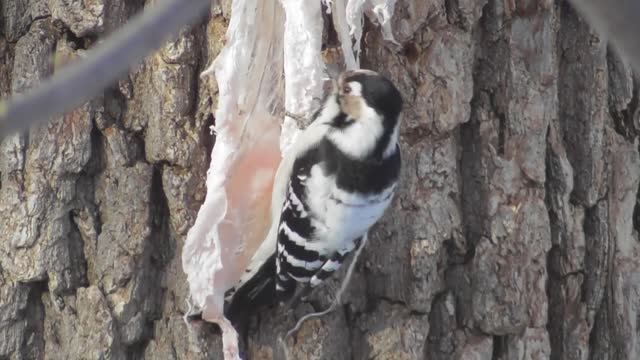 Малый пёстрый дятел ( Picoides minor, Dendrocopos minor ) смотреть онлайн