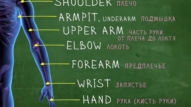 Части тела - Английский Видео-Словарь 