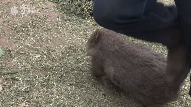 What is a Wombat? смотреть онлайн