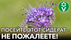 ЭТОТ СИДЕРАТ - СПАСЕНИЕ ДЛЯ ОГОРОДА! Удобрит почву, избавит от болезней и вредителей, украсит сад!