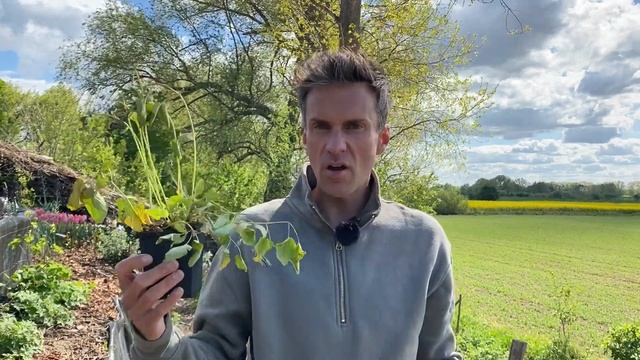 Planting Great Burnet. Planting Miscanthus Red Chief. Perennial Planting. Garden. Baltic Gardening