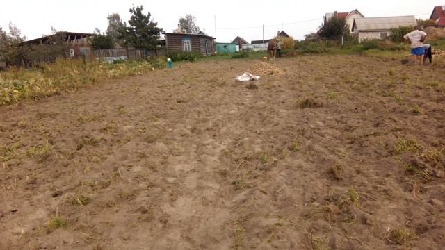 Как копают картофель в Беларуси с помощью коня!!! смотреть онлайн