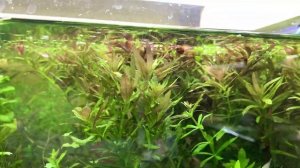 Как влияет оттенок света на аквариумные растения? Какой свет лучше ?