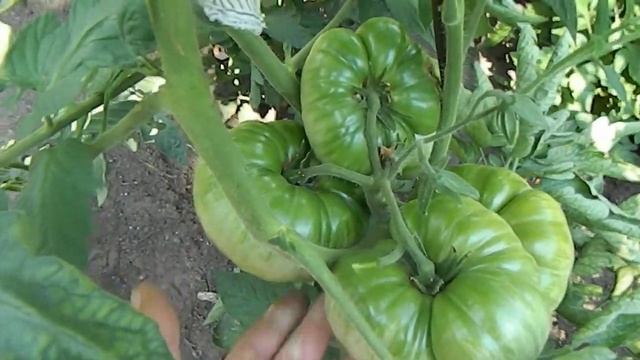 Томат Диво. смотреть онлайн