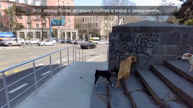 Напряженное общение Басенджи и Джек Рассела с бродячей собакой в Тбилиси, Грузия. Язык тела собак. смотреть онлайн