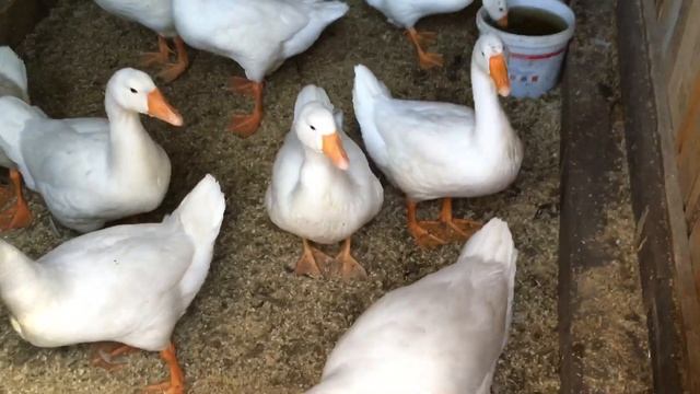 Гуси Линда 2 месяца( 60 дней). Содержание, кормление и поение гусей породы Линда.