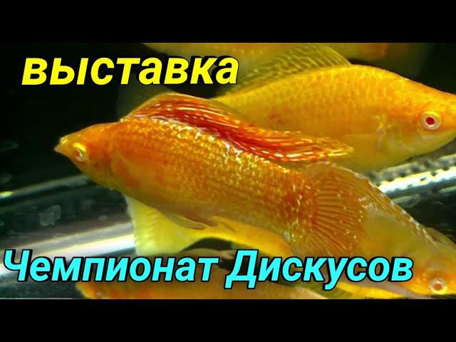 Небольшой обзор выставки Русские Аквариумы и Чемпионата России Дискус 2024 смотреть онлайн