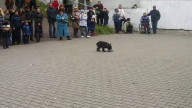 Показательные выступления по ОКД, Дон Деларо Пектус Цайка(Торес) смотреть онлайн