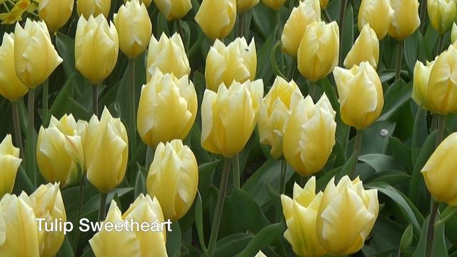 Tulip Sweetheart - Tulip Bulbs From Holland