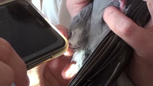 Стрижка когтей смотреть онлайн