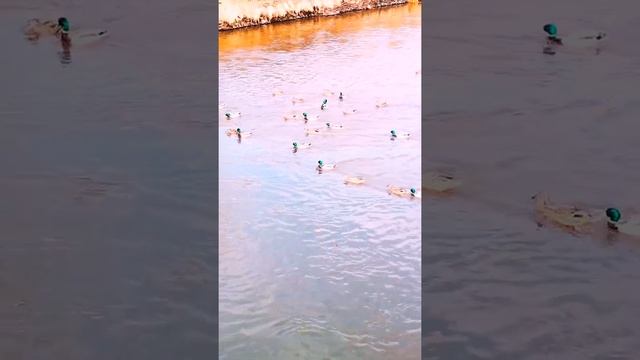 Забавные животные | Утиные истории | Дикие утки #shorts #приколы #животные #пернатые #утки #ducks смотреть онлайн