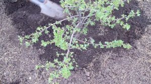 Золотистая смородина выращивание / Как посадить смородину весной