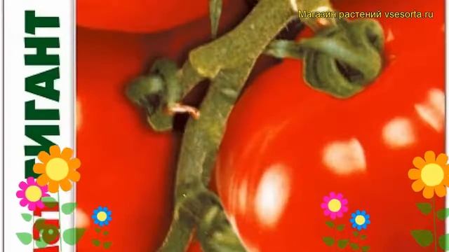 Томат Гигант красный. Краткий обзор, описание характеристик solanum lycopersicum Gigant krasnyj смотреть онлайн