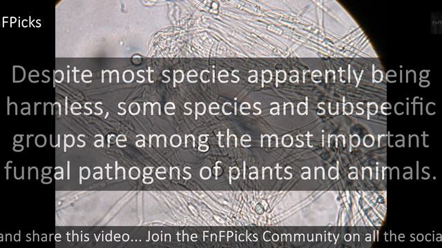 Fusarium смотреть онлайн