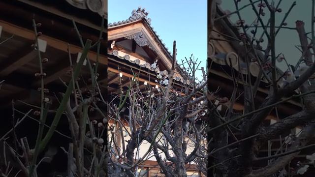 道元さま(仏教讃歌)2 смотреть онлайн