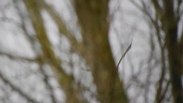 zeearend spotten in de biesbosch( vogels in nederland) смотреть онлайн