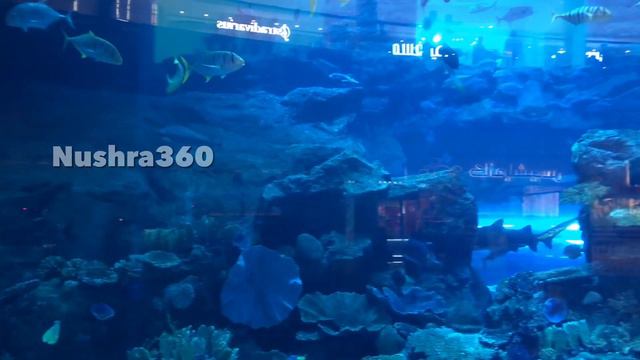 Dubai Mall Aquarium |Dubai Mall Underwater zoo| Nushra360 смотреть онлайн