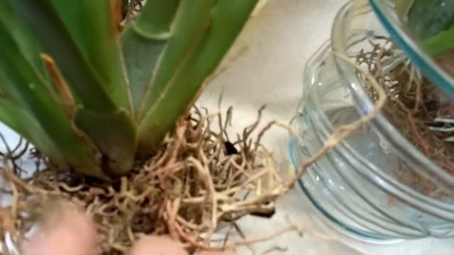 Мильтония и Мильтониопсис. смотреть онлайн