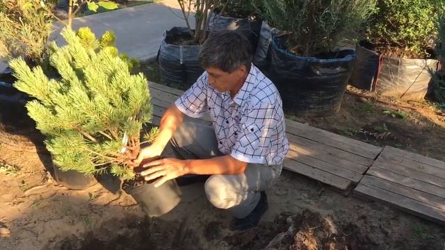 Посадка растений с закрытой корневой системой смотреть онлайн