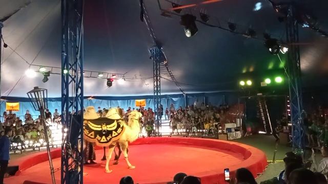 цирк -шапито "Граф Орлов" г. Стерлитамаке 26.06.2022 смотреть онлайн