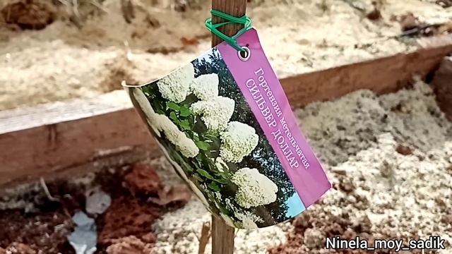 Посадка гортензий из магазина 'Светофор' в открытый грунт. Время пришло по Сибири. смотреть онлайн