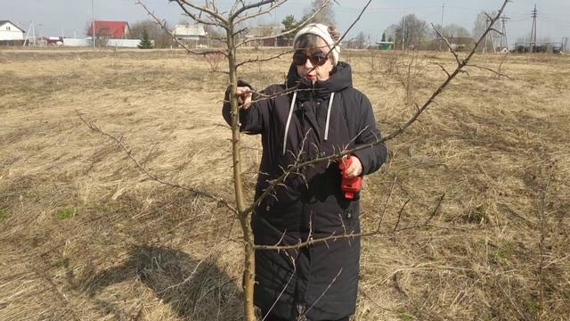 Формировка разреженно- ярусной кроны на дереве,которое никогда не обрезалось . смотреть онлайн