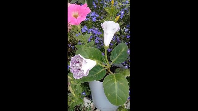 #глоксинья_из_семян#импресс_синие_чернила Глоксиния ,выращенная из семян расцвела! смотреть онлайн