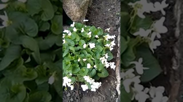 Фиалка садовая,посадка,уход,размножение смотреть онлайн