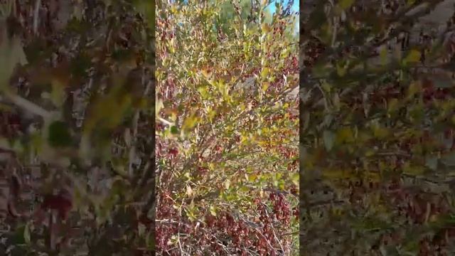 Мой любимый после зимы барбарис) Собрать? смотреть онлайн