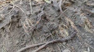 МОЯ САМАЯ БОЛЬШАЯ МЕДНАЯ НАХОДКА! ПОИСК МЕДИ И МЕТАЛЛОЛОМА БЕЗ МЕТАЛЛОИСКАТЕЛЯ КАК ЗАРАБОТАТЬ ДЕНЬГ