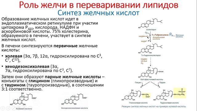 Биохимия. Лекция 56. Липиды. 2 часть смотреть онлайн