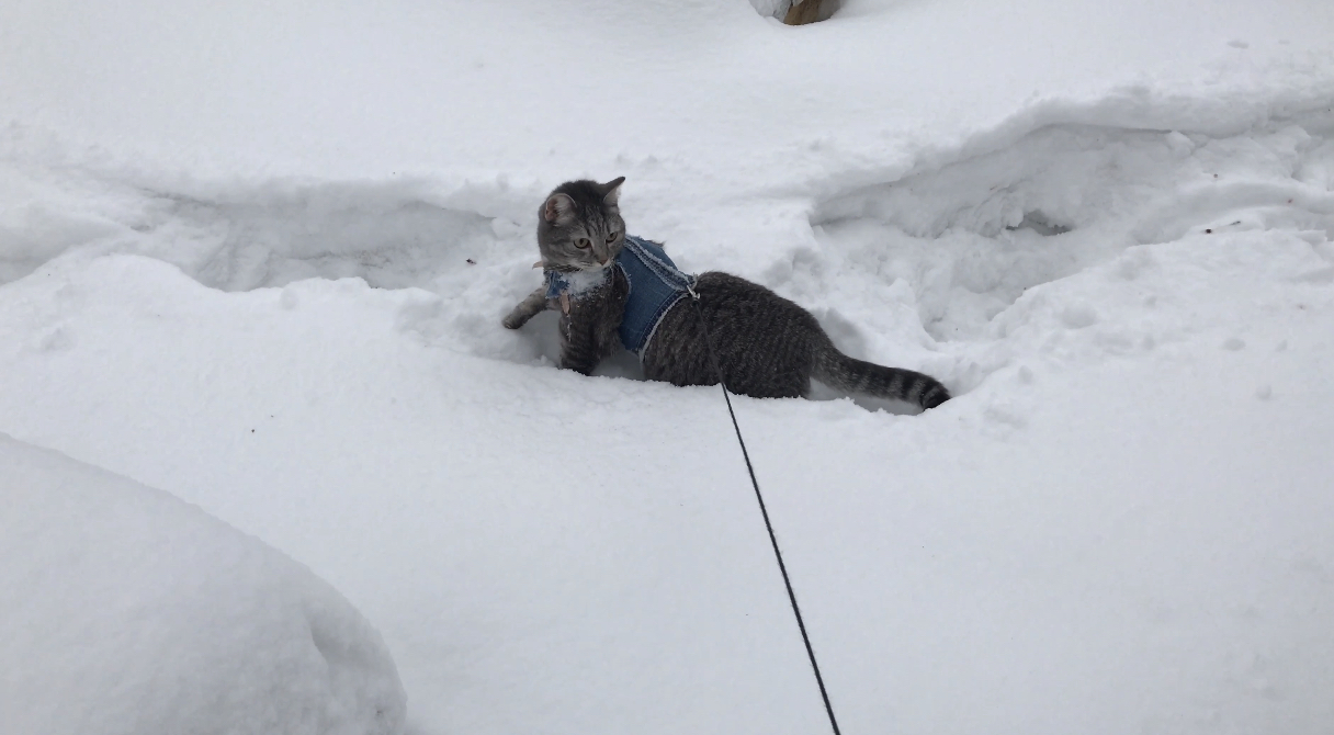 Нас засыпало снегом. Кошка первый раз в заброшенном домике смотреть онлайн