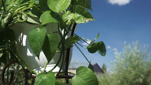 Бюджетные Арки для дачи #HitSad Арка за 2000 рублей. смотреть онлайн