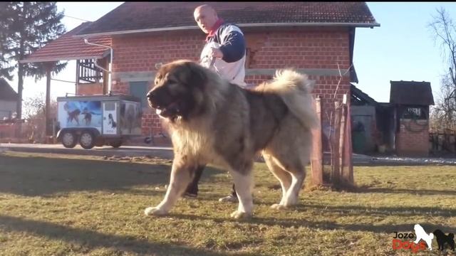 DON BIZON is weighed -103, 7 kg - 93 cm Shoulder height -2 years old. смотреть онлайн