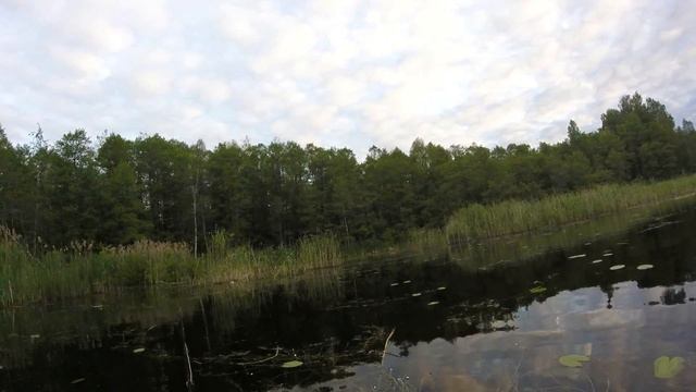 Нахлыст. Ловим краснопёрку на озере Сосна 2ч. смотреть онлайн