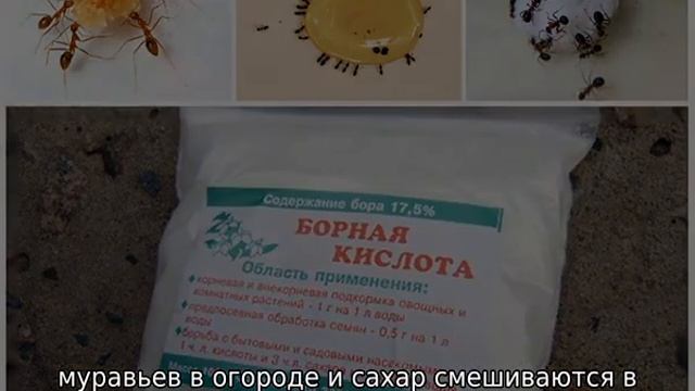 Борная кислота от муравьев в огороде смотреть онлайн