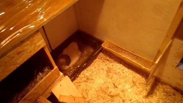 Что с курицей?!...