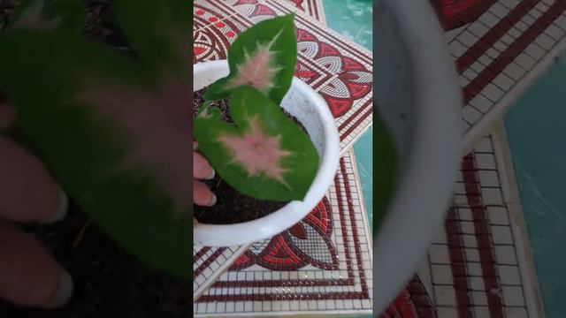CALADIUM RED SPIDER CANTIK SEHAT CEPAT TUMBUH ANAKAN#TANAMANHIAS смотреть онлайн