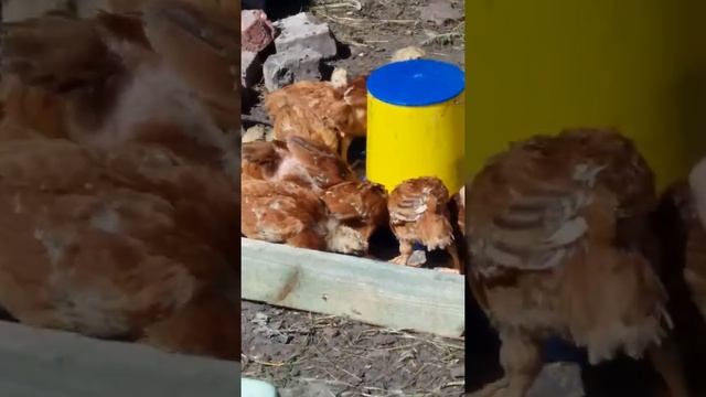 ЦЫПЛЯТА ФОКСИ ЧИК 23 ДНЯ . смотреть онлайн