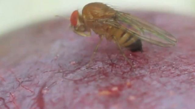 Азиатская ягодная дрозофила (Drosophila suzukii (Matsumura)) смотреть онлайн