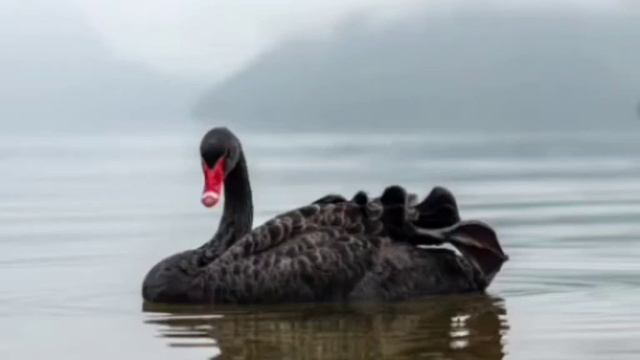 Чёрный лебедь, Нассим Талеб. Глава XVII смотреть онлайн