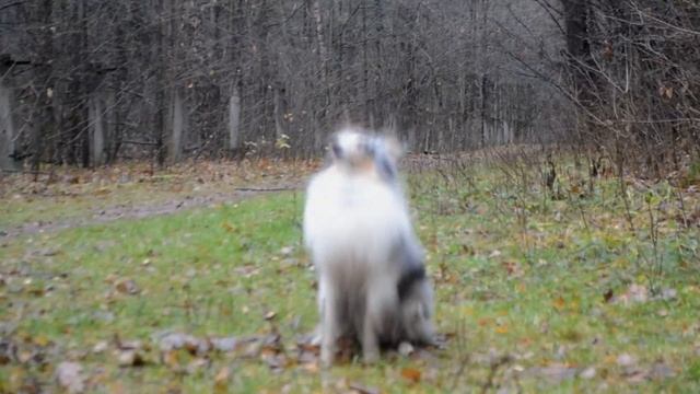 SHELTIE Lu | 12 months смотреть онлайн