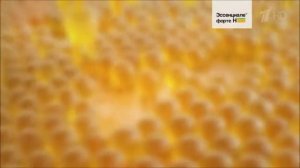 Реклама Эссенциале Форте Н - Ноябрь 2018