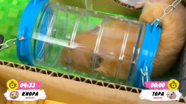 Hamster Robbed A Bank | Hamster Escape From Prison Maze