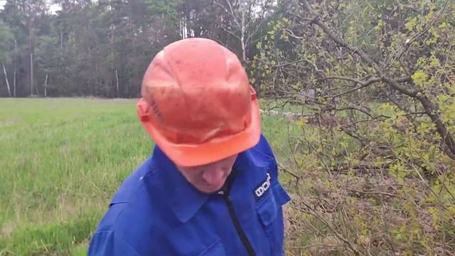 Валка дуба винтовым валочным клином Stihl MS 361 ?????? смотреть онлайн