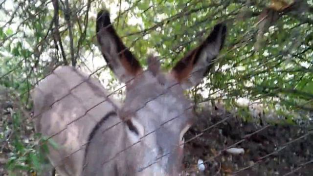 Флора и Фауна ПятиГорья ! смотреть онлайн